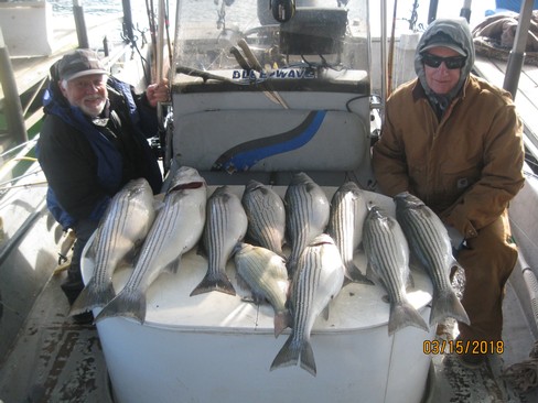 Nice Striped Bass